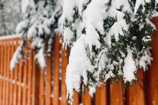 snow on trees