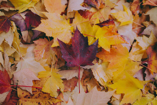 picture of leaves