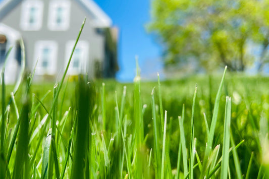 picture of grass